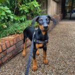 doberman puppy