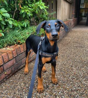 doberman puppy
