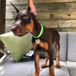 doberman. puppy
