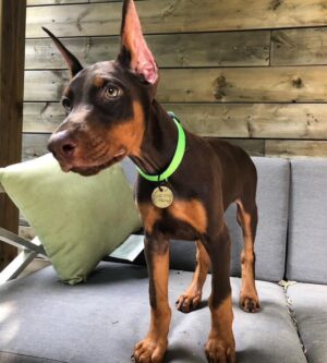doberman. puppy