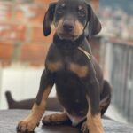Family protection Doberman