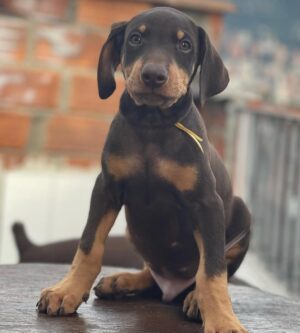 Family protection Doberman