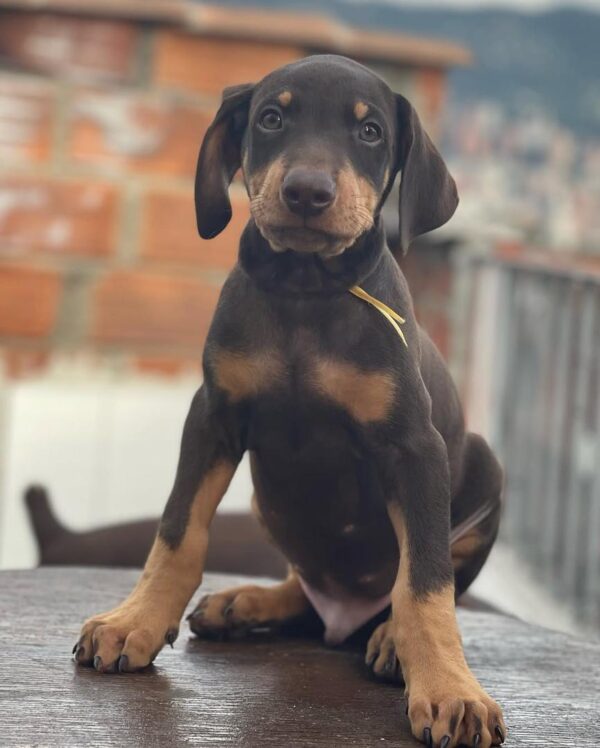 Family protection Doberman