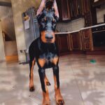 doberman puppies