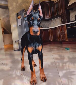 doberman puppies