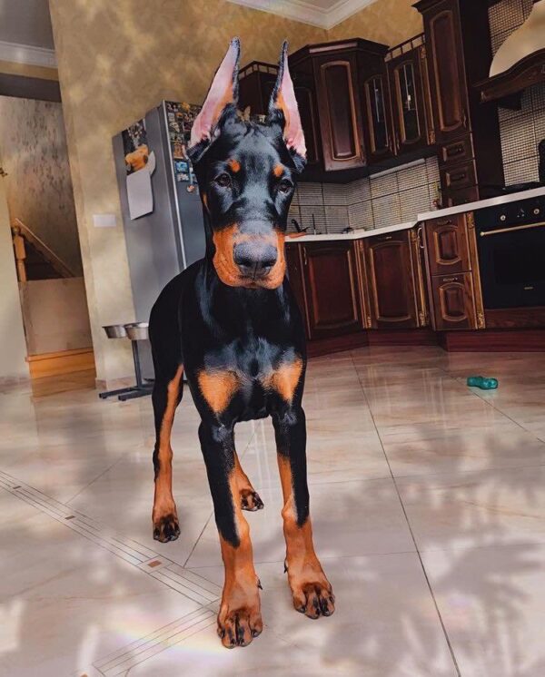 doberman puppies