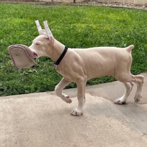 Champion Doberman Bloodline Puppies for Sale