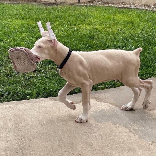doberman puppy