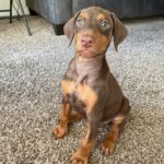 doberman puppies