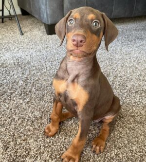 doberman puppies
