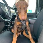 european-doberman-puppy-ziggy