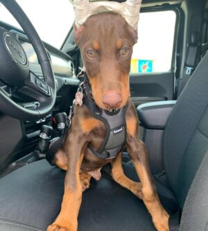 doberman puppies for sale