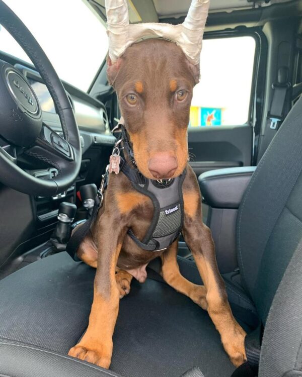 Health-Tested Doberman Puppies for sale