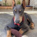 Male doberman
