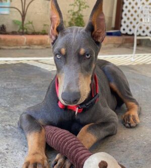 Male doberman