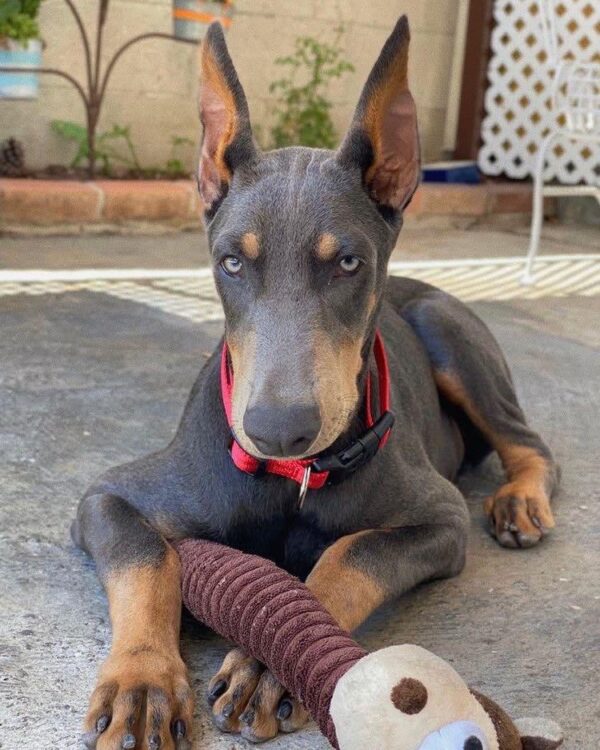 Male doberman