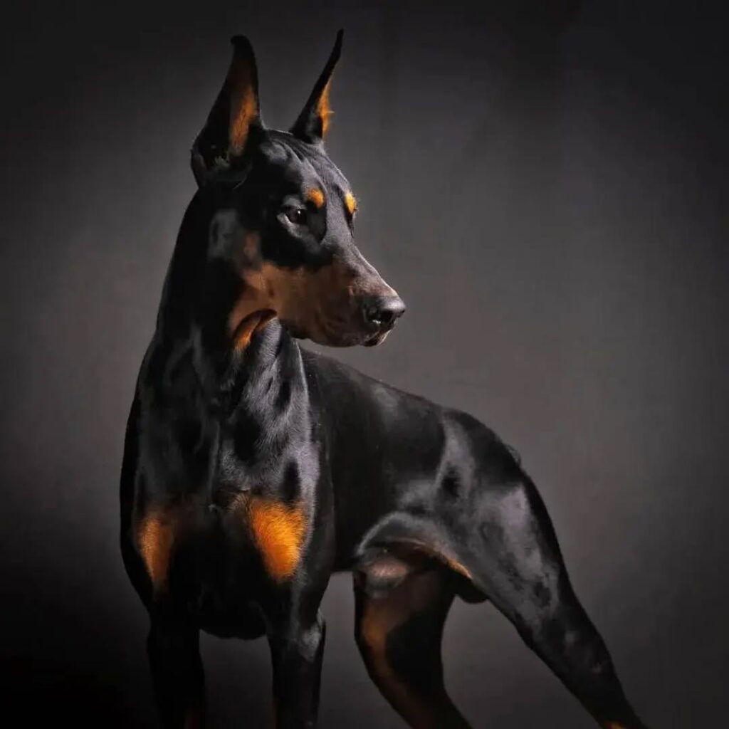 doberman