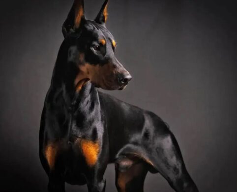 doberman