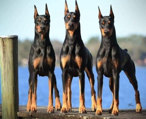 doberman dogs