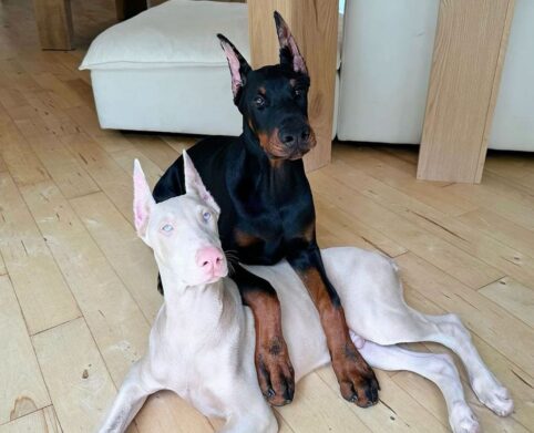 Doberman puppies for sale