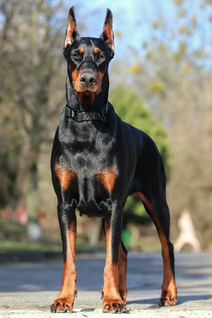 Trusted Doberman Breeder | Health-Tested Doberman Puppies for Sale, Raised with Purpose