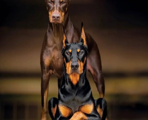 Doberman puppies for sale