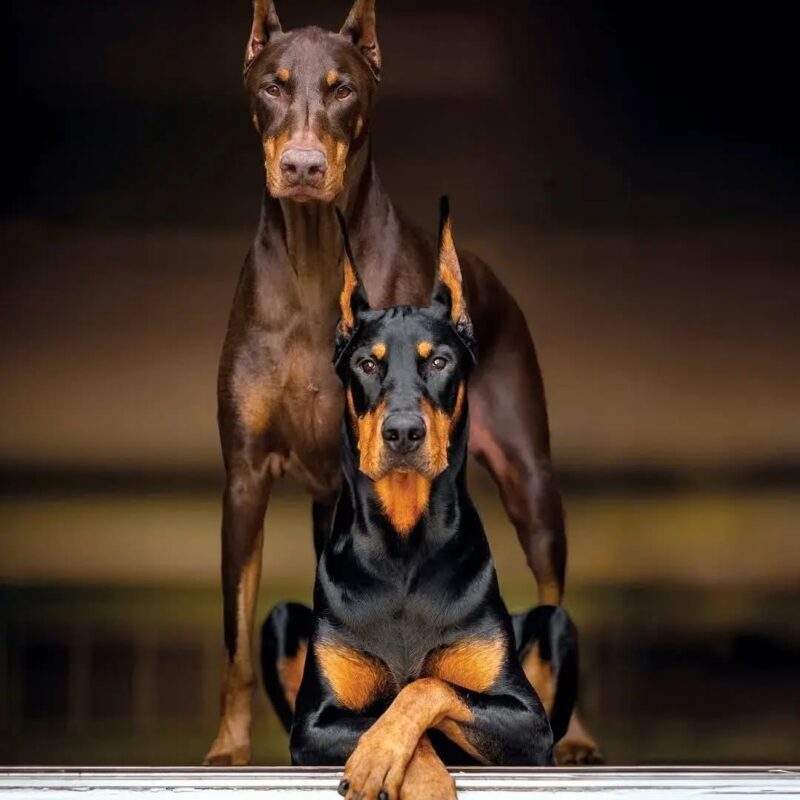Doberman puppies for sale