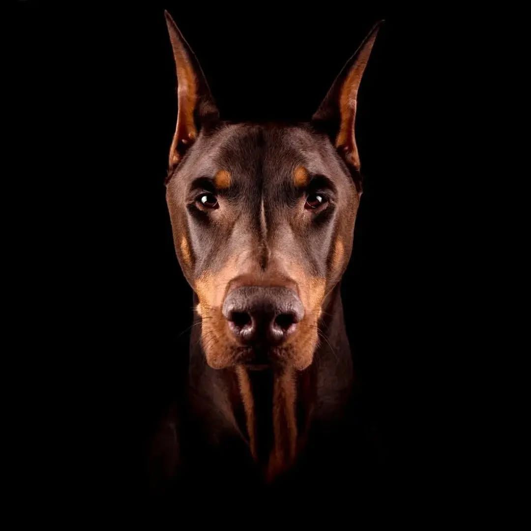 doberman