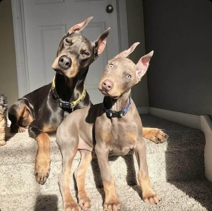 Doberman