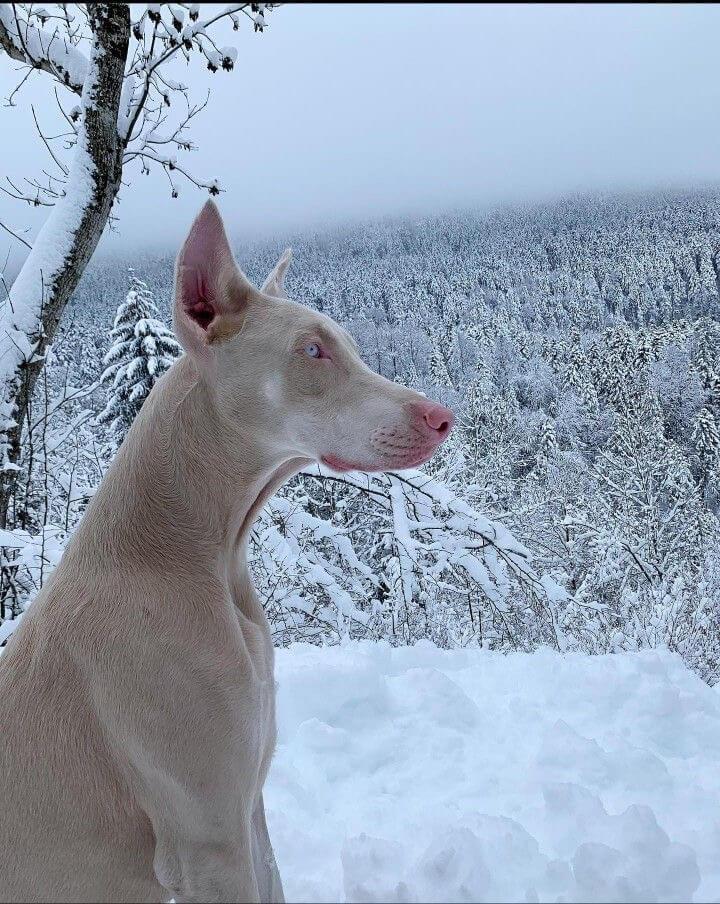 doberman
